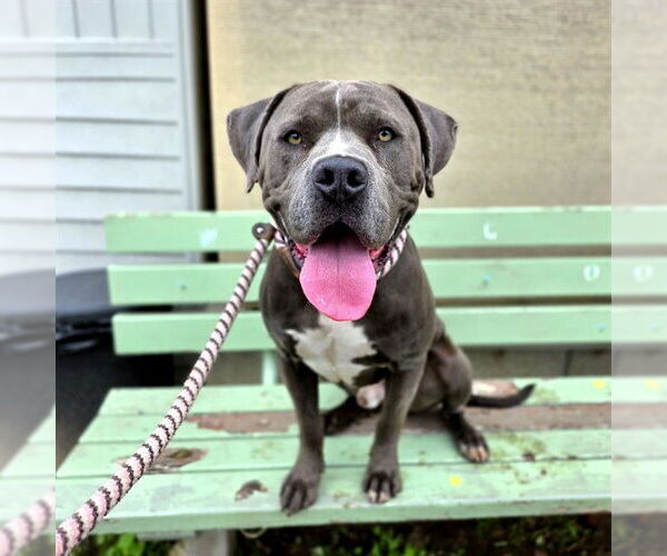 Medium Photo #1 Mutt Puppy For Sale in Long Beach, CA, USA