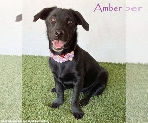 Dachshund-Unknown Mix Dogs for adoption in San Diego, CA, USA