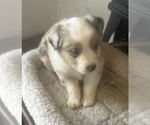 Puppy Sassy Miniature Australian Shepherd