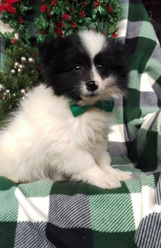 Medium Photo #3 Pomsky Puppy For Sale in EDEN, PA, USA