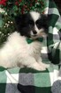 Small Photo #3 Pomsky Puppy For Sale in EDEN, PA, USA