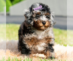Small #4 Poodle (Miniature)