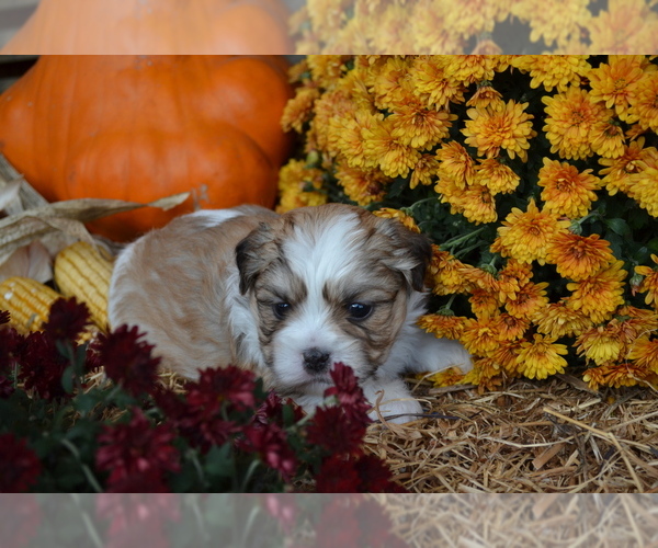 Medium Photo #3 Mal-Shi Puppy For Sale in GREENWOOD, WI, USA