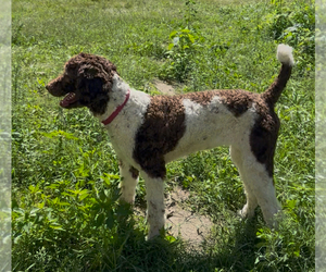 Poodle (Standard) Dog for Adoption in NEW ULM, Minnesota USA