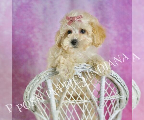 Medium Photo #8 Maltipoo (Toy) Puppy For Sale in WARSAW, IN, USA