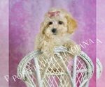 Small #7 Maltipoo (Toy)