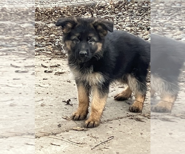 Medium Photo #3 German Shepherd Dog Puppy For Sale in WALLA WALLA, WA, USA