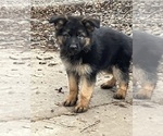 Small #2 German Shepherd Dog