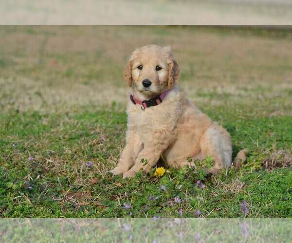 Medium Photo #3 Goldendoodle Puppy For Sale in NEW BERN, NC, USA