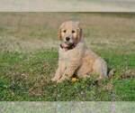 Small Photo #3 Goldendoodle Puppy For Sale in NEW BERN, NC, USA