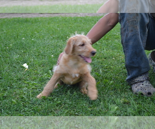 Medium Photo #3 Labradoodle Puppy For Sale in GREENWOOD, WI, USA
