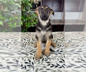 German Shepherd Dog Puppy for sale in GREENWOOD, IN, USA