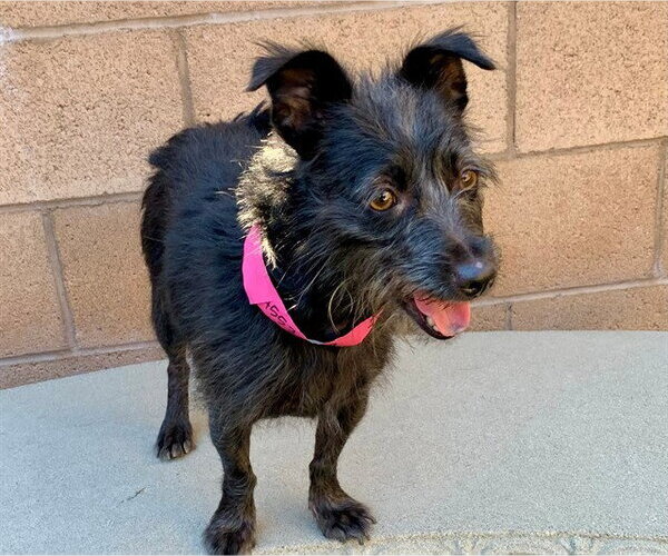 Medium Photo #3 Mutt Puppy For Sale in Moreno Valley, CA, USA