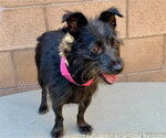 Small #2 Mutt