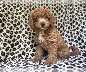 Cavapoo Puppy for Sale in LAKELAND, Florida USA