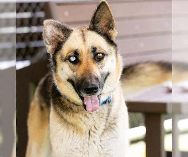 Medium Photo #2 German Shepherd Dog Puppy For Sale in Camarillo, CA, USA