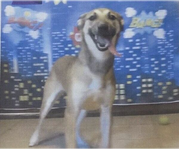 Medium Photo #1 Mutt Puppy For Sale in Carrollton, TX, USA