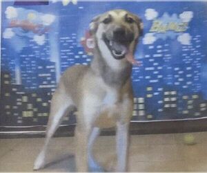 Mutt Dogs for adoption in Carrollton, TX, USA