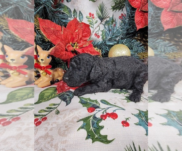 Medium Photo #1 Poodle (Toy) Puppy For Sale in BLACK FOREST, CO, USA