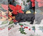 Puppy Tiny Tim Poodle (Toy)
