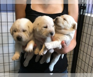 Labrador Retriever Puppy for sale in KITTRELL, NC, USA