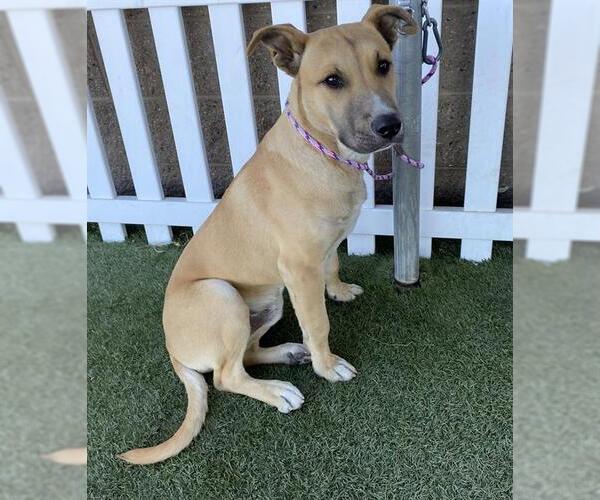 Medium Photo #1 Mutt Puppy For Sale in Modesto, CA, USA