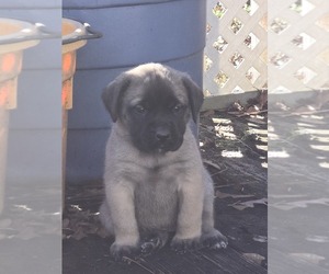 Mastiff Puppy for sale in COVINGTON, GA, USA
