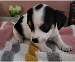 Small Photo #1 Chihuahua-Morkie Mix Puppy For Sale in FRAZEE, MN, USA