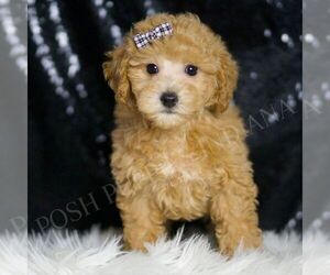 Medium Maltipoo (Miniature)