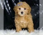 Puppy Zane Maltipoo (Miniature)