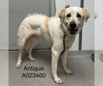 Small Great Pyrenees Mix
