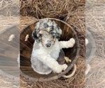 Small Photo #2 Aussiedoodle Puppy For Sale in CHAPEL HILL, NC, USA