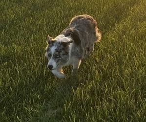 Mother of the Border Collie puppies born on 06/08/2026