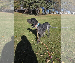Blair *longest ears award* - Female Bluetick Coonhound Dog for Adoption - Photo #2