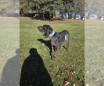 Small Photo #2 Bluetick Coonhound Puppy For Sale in Crystal, MN, USA