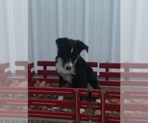 Border Collie-Miniature Australian Shepherd Mix Puppy for sale in FREDERICKSBG, OH, USA