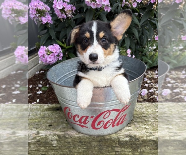 Medium Photo #3 Pembroke Welsh Corgi Puppy For Sale in MIDDLEBURY, IN, USA