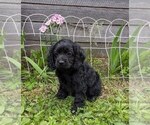 Small Photo #11 Cock-A-Poo Puppy For Sale in SALEM, MO, USA