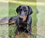 Small #2 Doberman Pinscher