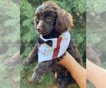 Small Photo #25 Poodle (Toy) Puppy For Sale in PALO ALTO, CA, USA