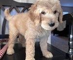 Small Photo #4 Goldendoodle Puppy For Sale in DAWSONVILLE, GA, USA