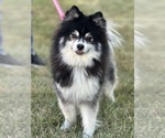 Small #1 Pomsky