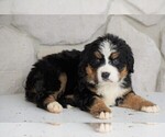 Small Photo #3 Bernese Mountain Dog Puppy For Sale in FREDERICKSBG, OH, USA