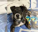 Small #6 Mutt