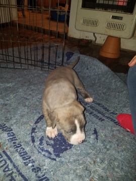 Medium Photo #23 American Pit Bull Terrier Puppy For Sale in GRIFFIN, GA, USA