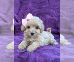 Small Photo #5 Maltipoo Puppy For Sale in LINCOLN UNIV, PA, USA