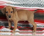 Small #1 Mountain Cur