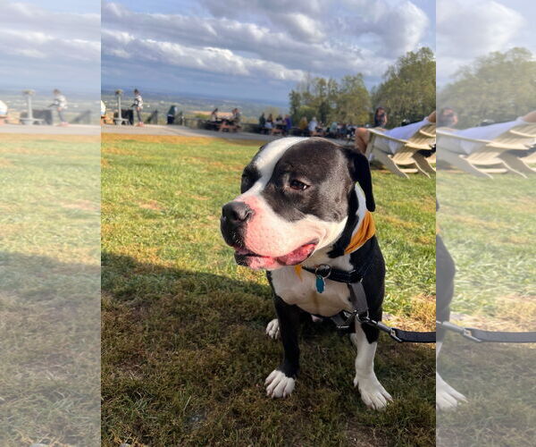 Medium Photo #15 Mutt Puppy For Sale in Alexandria, VA, USA