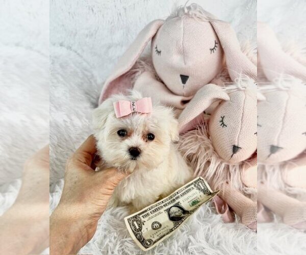 Medium Photo #11 Morkie Puppy For Sale in MIAMI BEACH, FL, USA