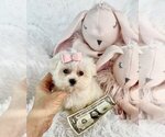 Small #10 Morkie